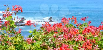 View of the ocean with red flowers in the foreground.