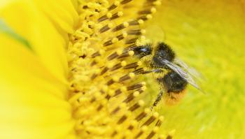 Honey Bee on sunflower collecting pollen.