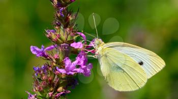 Beautiful Cabbage white butterfly feeds the nectar of the purple flower.