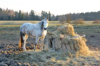 Beautiful white horse is standing at the feeder. In the feeder is a straw. Behind the horse is forest and bushes.