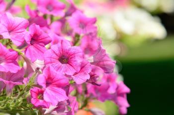 Closeup shot with pink bloom Petunia in the garden.