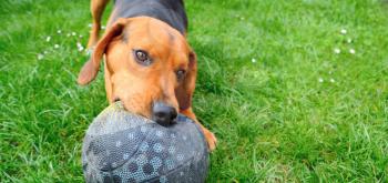 Wide closeup shot of the cute playful young dog playing with ball.