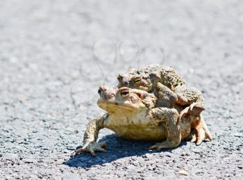 Closeup shot of two mating ugly frogs.