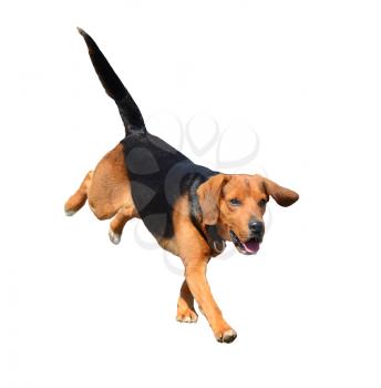 Beautiful running black and brown Beagle dog isolated on a white background.