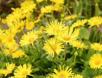 Plant Doronicum Plantagineum with yellow blossom at spring.