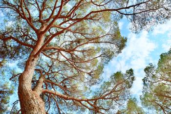 Pine tree crown. HDR shot with blue sky and white clouds. View from the ground up.
