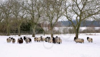 Sheep graze in a snowy garden in winter.