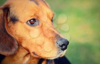 Closeup head portrait of Beagle dog on a green background.