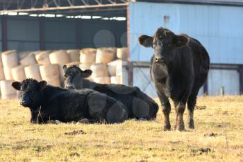 Three black cows in the pasture.