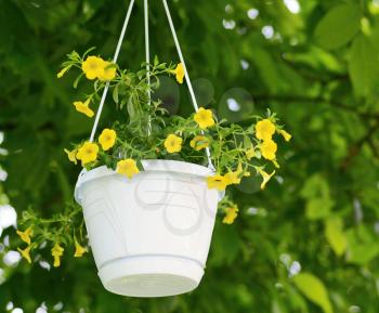 Yellow Million bells (Calibrachoa) flowers in the hanging white plastic pot.