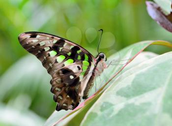 Tailed jay butterfly  Graphium agamemnon  siitting on the green plant.