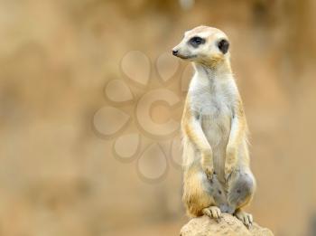 Cute Meerkat (Suricata Suricatta) on stone guards his territory. The Meerkat with brown sandy or desert background and copy space on left side.