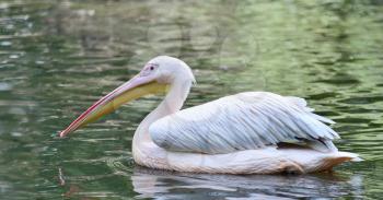 Floating White Pelican with latin name Pelecanus onocrotalus on water.
