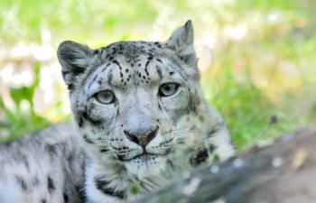 Closeup portrait of lying snow leopard (Uncia Uncia). He lives in mountain in central Asia. 