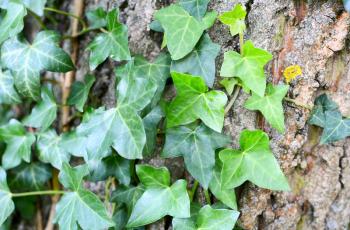 Closeup of tree trunk overgrown with ivy leaves. Green ivy plant on bark.