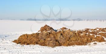 Rural scene with heap of cow dung on snowy field. 