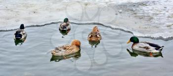 Group of five ducks swimming in the frozen pond.