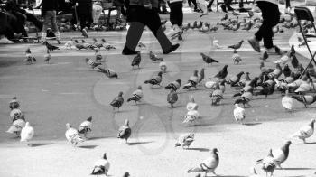 Black and White Shot of Pigeons on the Sidewalk in the City Among Walking People.