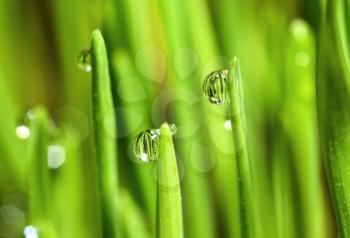 Extreme Macro of Growing Wet Wheat Grass with Raindrops on Stems.