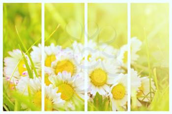 Abstract collage with fresh daisy plant. A collection with fresh daisy. Background collage. 