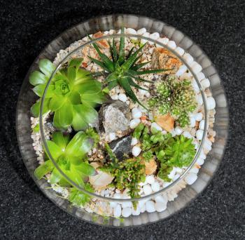 Table top indoor decorative miniature garden in clear glass bubble with cactuses and succulents. Decorative glass vase with succulent and cactus plants. Glass interior terrarium with succulents and ca