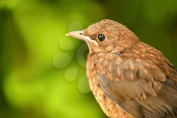 Closeup portrait of young brown Thrush (Turdus Philomelos) bird on green background. Portrait of thrush. Brown Thrush on green nature background. 
