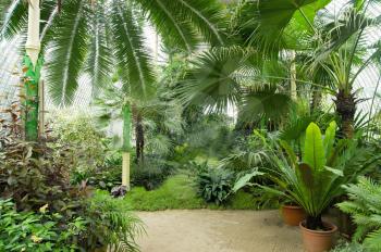 Big palm greenhouse in Lednice castle, Czech Republic with exotic trees, palms and flowers. The greenhouse contains tourist paths.