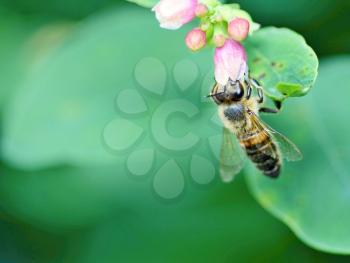 Honey bee pollinating the flower on natural green background. Image has copy space on left side.