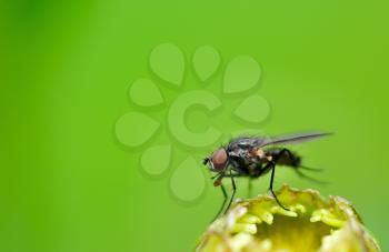 Black fly on plant leaf with natural green background and copy space on left side.