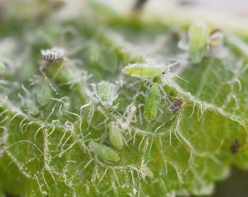 Extreme magnification macro shot of sap-sucking green aphids on leaf. 
