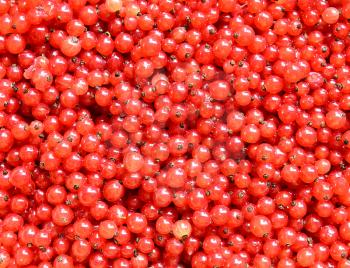 Ripe red currants background.