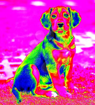 Picture of the sitting small young dog made as infra red.