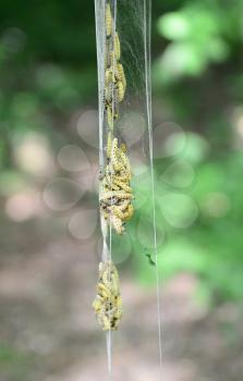 Yponomeuta cagnagella caterpillars in a web cocoon hanging on a plant. 