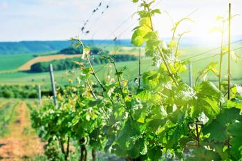 View of the wine plant in vineyard with sunlight rays and lens flare.