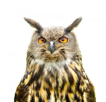 Portrait of an Eagle Owl (Bubo Bubo) isolated on white background.