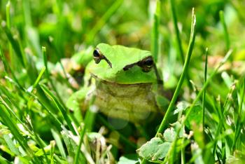 Green European Tree Frog (Hyla arborea) Sitting in Grass.