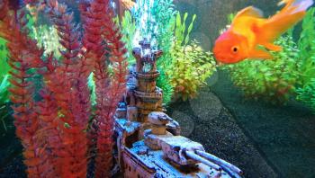 View into a frashwater aquarium with underwater decoration and floating Goldfish.