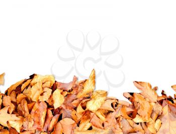 Frame from autumn leaves on bottom side isolated on white.