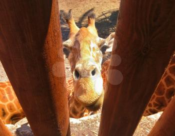 Funny shot of the jailed giraffe looking behind the fence in ZOO.