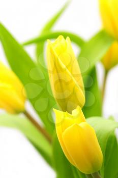 Closeup of fresh yellow tulip flowers over white background. Selective focused on foreground with blurred background.