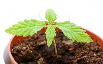 Closeup of young cannabis (marijuana) plant in  plantpot with soil. Shot over white background.