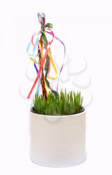 Fresh wheat grass growing in flowerpot with decorated whip with multicolor ribbons. Traditional spring Easter decoration.