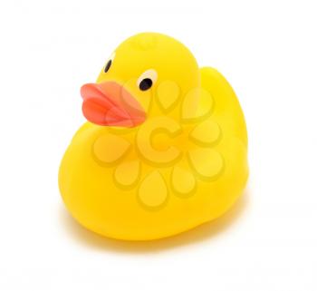 Classic floating yellow bathtub rubber toy duck over white background.