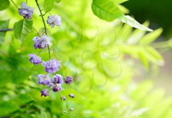 Closeup of wisteria sinensis plant over natural green background. Focused on flower on foreground with blurry background.