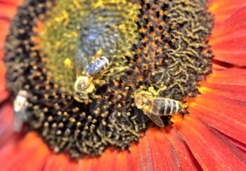 Closeup of pollinating honey bee (Apis mellifera) on sunflower.