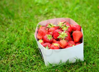 White paper box of fresh whole strawberries laid in the green grass.