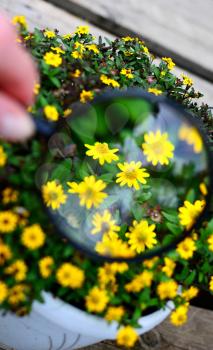 View of yellow Sanvitalia procumbens flower under magnifying glass.