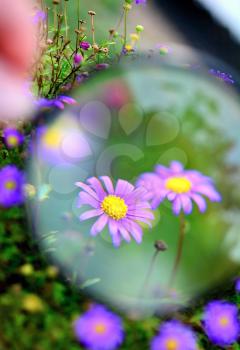 View of purple flower under magnifying glass.