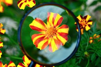 View of red yellow Tagetes patula nana jolly jester flower under magnifying glass.