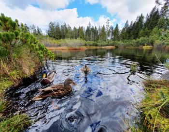 A closeup wide angle view of group of ducks in the water of Sumava National Park peat bog.
